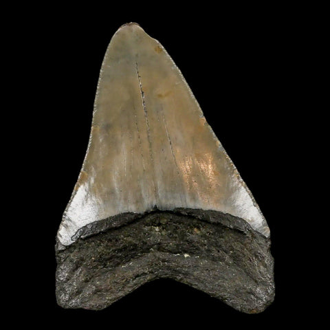 3" Quality Megalodon Shark Tooth Serrated Fossil Natural Miocene Age COA - Fossil Age Minerals