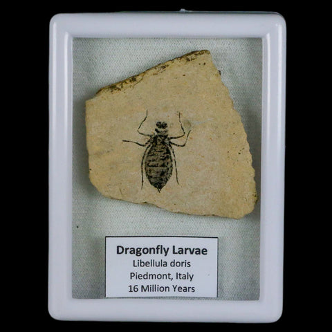 0.9" Dragonfly Larvae Fossil Libellula Doris Plate Upper Miocene Piemont Italy Display - Fossil Age Minerals