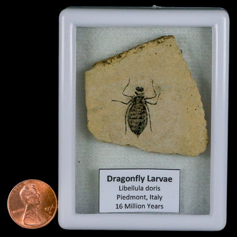 0.9" Dragonfly Larvae Fossil Libellula Doris Plate Upper Miocene Piemont Italy Display - Fossil Age Minerals