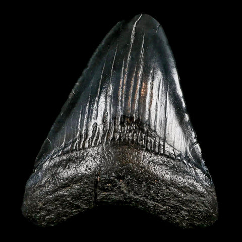 2.9" Quality Megalodon Shark Tooth Serrated Fossil Natural Miocene Age COA - Fossil Age Minerals