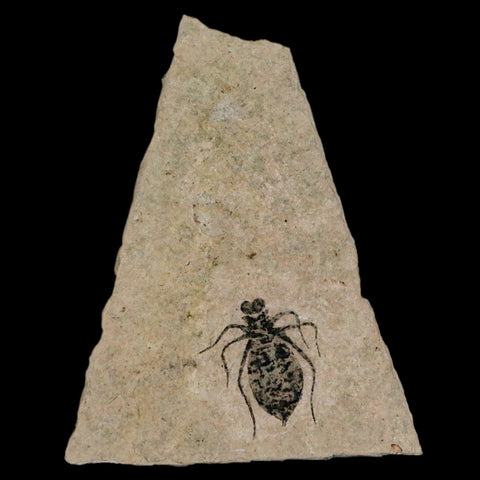 0.7" Dragonfly Larvae Fossil Libellula Doris Plate Upper Miocene Piemont Italy Display - Fossil Age Minerals