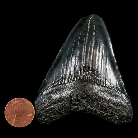 2.9" Quality Megalodon Shark Tooth Serrated Fossil Natural Miocene Age COA - Fossil Age Minerals