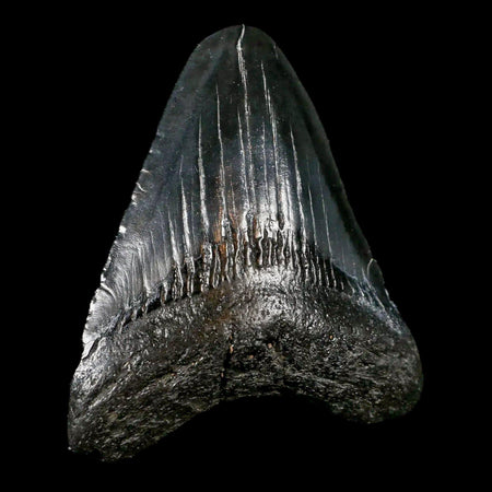 2.9" Quality Megalodon Shark Tooth Serrated Fossil Natural Miocene Age COA