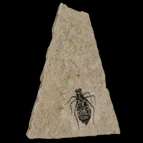 0.7" Dragonfly Larvae Fossil Libellula Doris Plate Upper Miocene Piemont Italy Display - Fossil Age Minerals