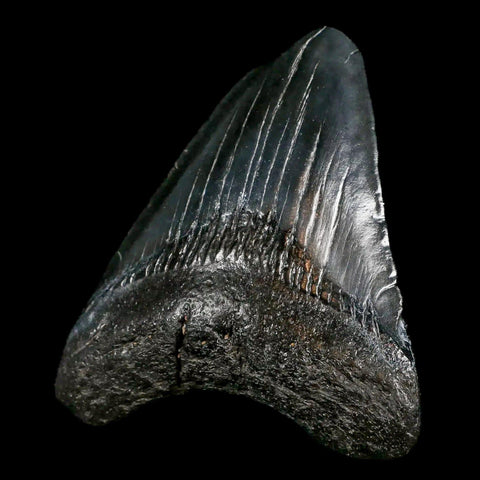 2.9" Quality Megalodon Shark Tooth Serrated Fossil Natural Miocene Age COA - Fossil Age Minerals