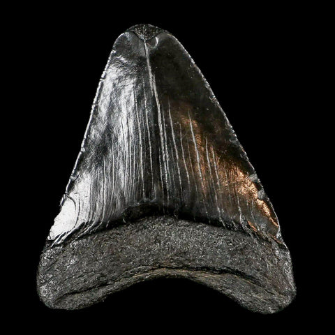 2.9" Quality Megalodon Shark Tooth Serrated Fossil Natural Miocene Age COA - Fossil Age Minerals