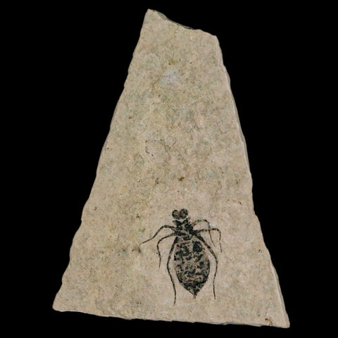 0.7" Dragonfly Larvae Fossil Libellula Doris Plate Upper Miocene Piemont Italy Display - Fossil Age Minerals