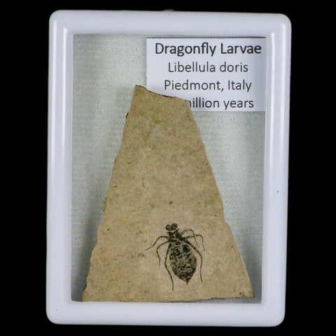 0.7" Dragonfly Larvae Fossil Libellula Doris Plate Upper Miocene Piemont Italy Display - Fossil Age Minerals