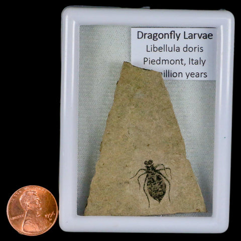 0.7" Dragonfly Larvae Fossil Libellula Doris Plate Upper Miocene Piemont Italy Display - Fossil Age Minerals