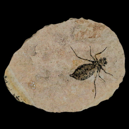 1.1" Dragonfly Larvae Fossil Libellula Doris Plate Upper Miocene Piemont Italy Display