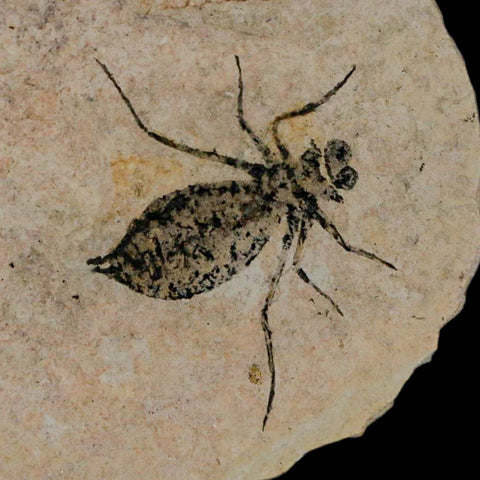 1.1" Dragonfly Larvae Fossil Libellula Doris Plate Upper Miocene Piemont Italy Display - Fossil Age Minerals