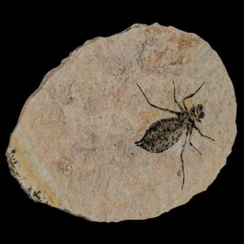 1.1" Dragonfly Larvae Fossil Libellula Doris Plate Upper Miocene Piemont Italy Display - Fossil Age Minerals