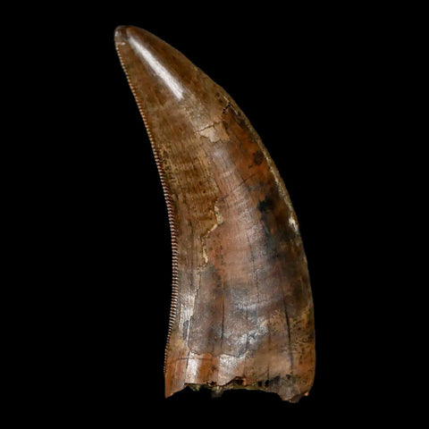 1.6" Nanotyrannus Tyrannosaurus Fossil Tooth Dinosaur Lance Creek WY COA Display - Fossil Age Minerals