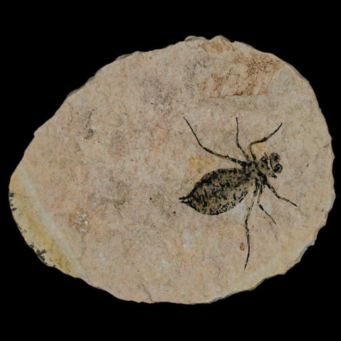 1.1" Dragonfly Larvae Fossil Libellula Doris Plate Upper Miocene Piemont Italy Display - Fossil Age Minerals