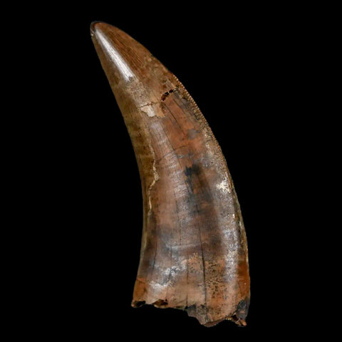 1.6" Nanotyrannus Tyrannosaurus Fossil Tooth Dinosaur Lance Creek WY COA Display - Fossil Age Minerals