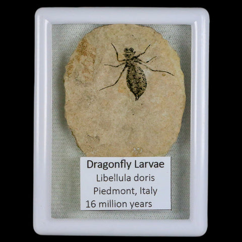 1.1" Dragonfly Larvae Fossil Libellula Doris Plate Upper Miocene Piemont Italy Display - Fossil Age Minerals