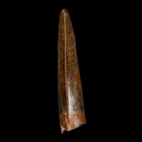 1.6" Nanotyrannus Tyrannosaurus Fossil Tooth Dinosaur Lance Creek WY COA Display - Fossil Age Minerals