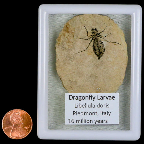 1.1" Dragonfly Larvae Fossil Libellula Doris Plate Upper Miocene Piemont Italy Display - Fossil Age Minerals