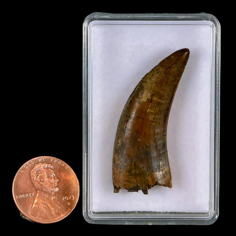 1.6" Nanotyrannus Tyrannosaurus Fossil Tooth Dinosaur Lance Creek WY COA Display - Fossil Age Minerals