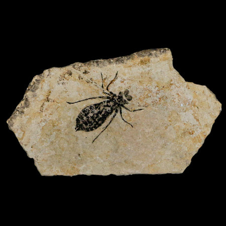 0.8" Dragonfly Larvae Fossil Libellula Doris Plate Upper Miocene Piemont Italy Display