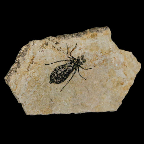 0.8" Dragonfly Larvae Fossil Libellula Doris Plate Upper Miocene Piemont Italy Display - Fossil Age Minerals