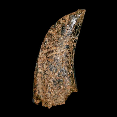 1.3" Nanotyrannus Tyrannosaurus Fossil Tooth Dinosaur Lance Creek WY COA Display - Fossil Age Minerals