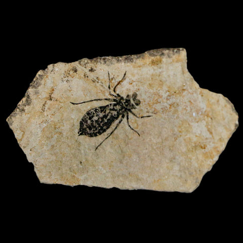 0.8" Dragonfly Larvae Fossil Libellula Doris Plate Upper Miocene Piemont Italy Display - Fossil Age Minerals