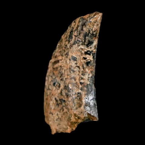 1.3" Nanotyrannus Tyrannosaurus Fossil Tooth Dinosaur Lance Creek WY COA Display - Fossil Age Minerals