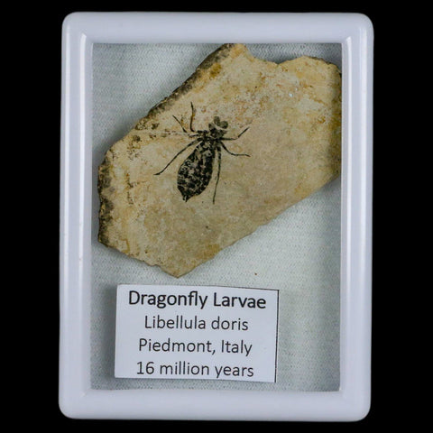 0.8" Dragonfly Larvae Fossil Libellula Doris Plate Upper Miocene Piemont Italy Display - Fossil Age Minerals