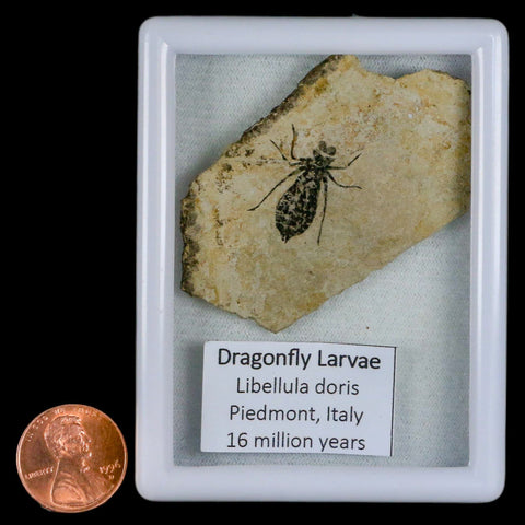 0.8" Dragonfly Larvae Fossil Libellula Doris Plate Upper Miocene Piemont Italy Display - Fossil Age Minerals