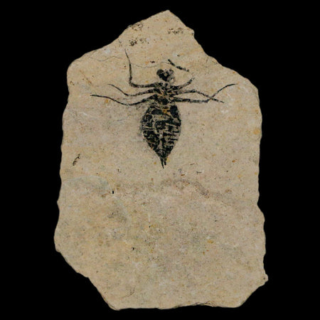 1" Dragonfly Larvae Fossil Libellula Doris Plate Upper Miocene Piemont Italy Display