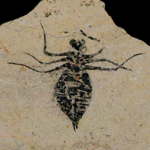 1" Dragonfly Larvae Fossil Libellula Doris Plate Upper Miocene Piemont Italy Display - Fossil Age Minerals