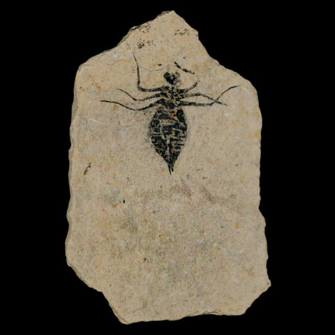 1" Dragonfly Larvae Fossil Libellula Doris Plate Upper Miocene Piemont Italy Display - Fossil Age Minerals