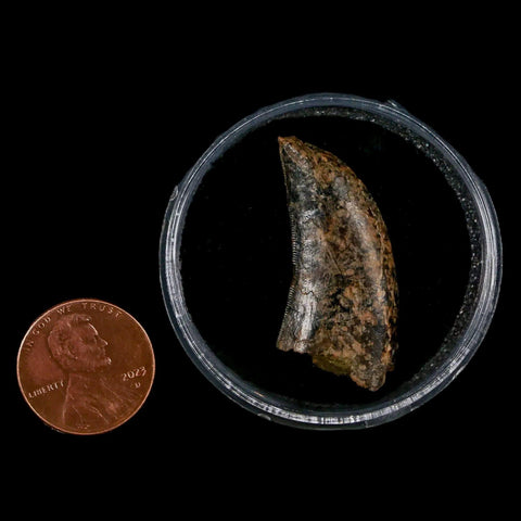 1.3" Nanotyrannus Tyrannosaurus Fossil Tooth Dinosaur Lance Creek WY COA Display - Fossil Age Minerals