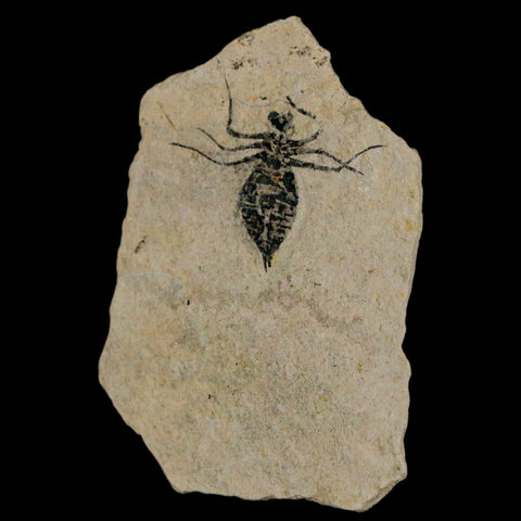 1" Dragonfly Larvae Fossil Libellula Doris Plate Upper Miocene Piemont Italy Display - Fossil Age Minerals