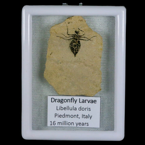 1" Dragonfly Larvae Fossil Libellula Doris Plate Upper Miocene Piemont Italy Display - Fossil Age Minerals