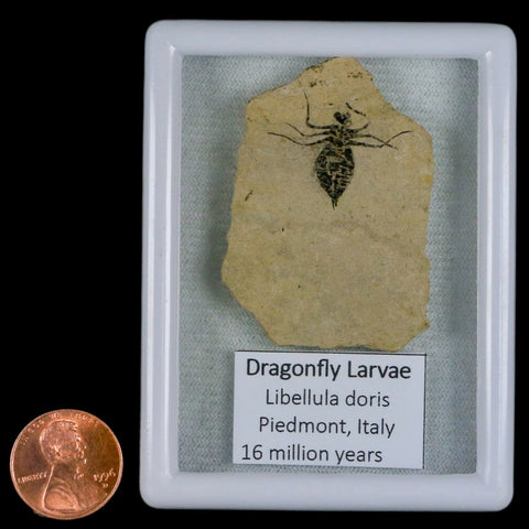 1" Dragonfly Larvae Fossil Libellula Doris Plate Upper Miocene Piemont Italy Display - Fossil Age Minerals