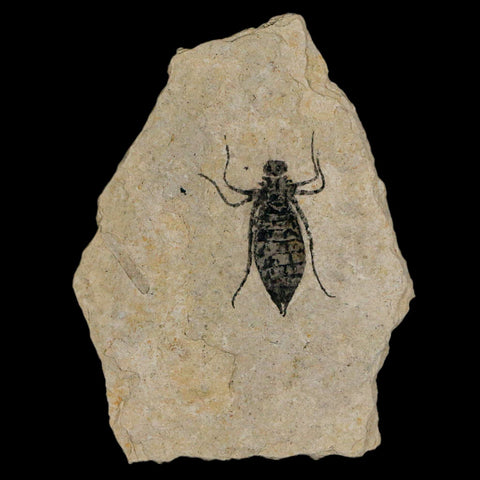 0.9" Dragonfly Larvae Fossil Libellula Doris Plate Upper Miocene Piemont Italy Display - Fossil Age Minerals