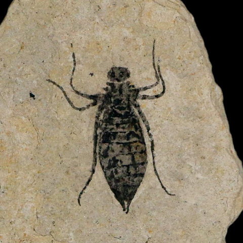 0.9" Dragonfly Larvae Fossil Libellula Doris Plate Upper Miocene Piemont Italy Display - Fossil Age Minerals