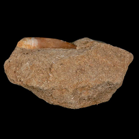 1.7" Plesiosaur Zarafasaura Tooth Fossil In Matrix Cretaceous Dinosaur Era COA - Fossil Age Minerals