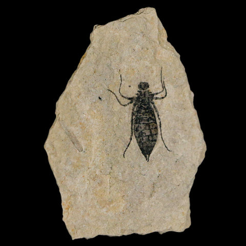 0.9" Dragonfly Larvae Fossil Libellula Doris Plate Upper Miocene Piemont Italy Display - Fossil Age Minerals