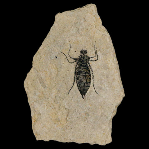 0.9" Dragonfly Larvae Fossil Libellula Doris Plate Upper Miocene Piemont Italy Display - Fossil Age Minerals