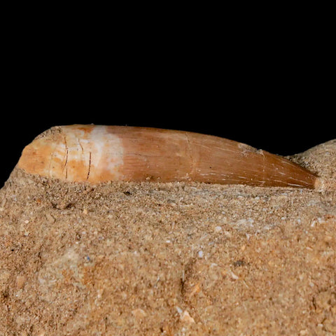 1.7" Plesiosaur Zarafasaura Tooth Fossil In Matrix Cretaceous Dinosaur Era COA - Fossil Age Minerals