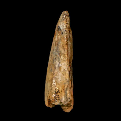 1" Nanotyrannus Tyrannosaurus Fossil Tooth Dinosaur Lance Creek WY COA Display - Fossil Age Minerals