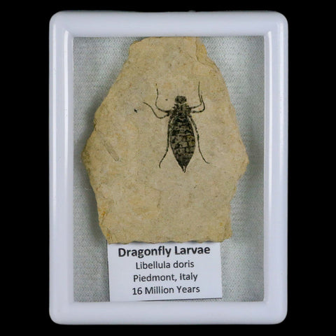 0.9" Dragonfly Larvae Fossil Libellula Doris Plate Upper Miocene Piemont Italy Display - Fossil Age Minerals