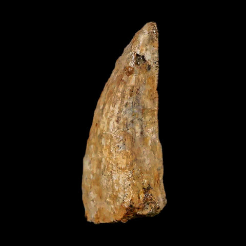 1" Nanotyrannus Tyrannosaurus Fossil Tooth Dinosaur Lance Creek WY COA Display - Fossil Age Minerals