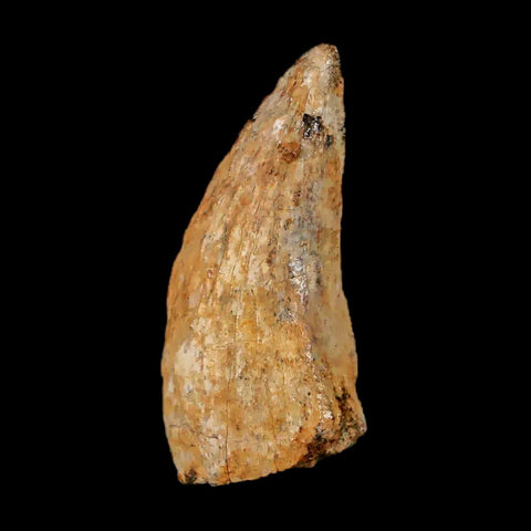 1" Nanotyrannus Tyrannosaurus Fossil Tooth Dinosaur Lance Creek WY COA Display - Fossil Age Minerals