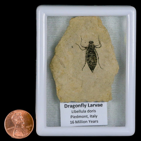 0.9" Dragonfly Larvae Fossil Libellula Doris Plate Upper Miocene Piemont Italy Display - Fossil Age Minerals