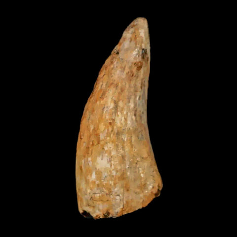 1" Nanotyrannus Tyrannosaurus Fossil Tooth Dinosaur Lance Creek WY COA Display - Fossil Age Minerals