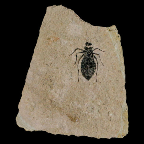 0.7" Dragonfly Larvae Fossil Libellula Doris Plate Upper Miocene Piemont Italy Display - Fossil Age Minerals